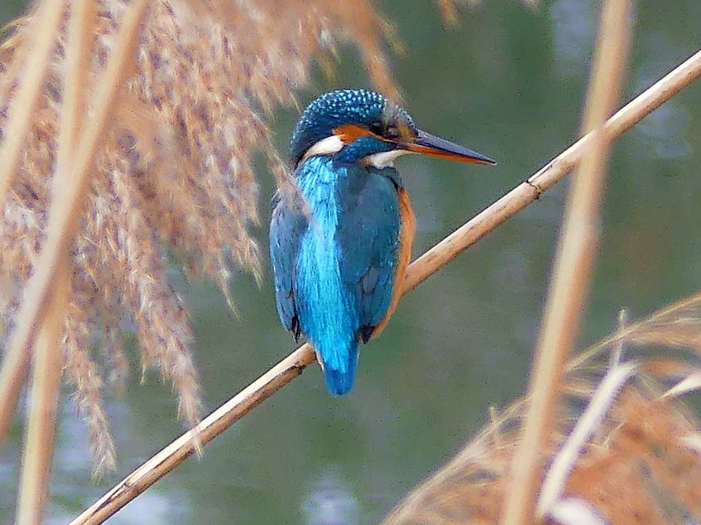 Ganz nah kam Gabriele Weber-Jenisch dem Eisvogel, der bei warmen Temperaturen wieder aktiv wird.