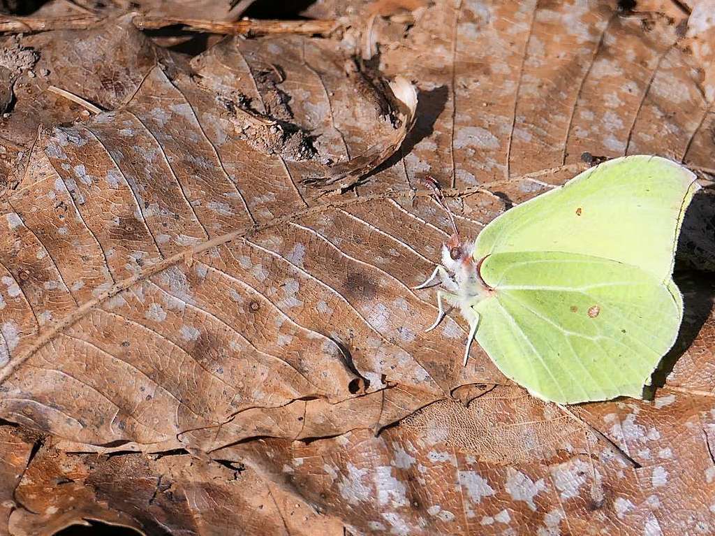 Frhlingsbote auf Herbstlaub: Wenn die ersten Zitronenfalter unterwegs sind, ist der Winter im wesentlichen vorbei. Martin Neub gelang dieser Schnappschuss.