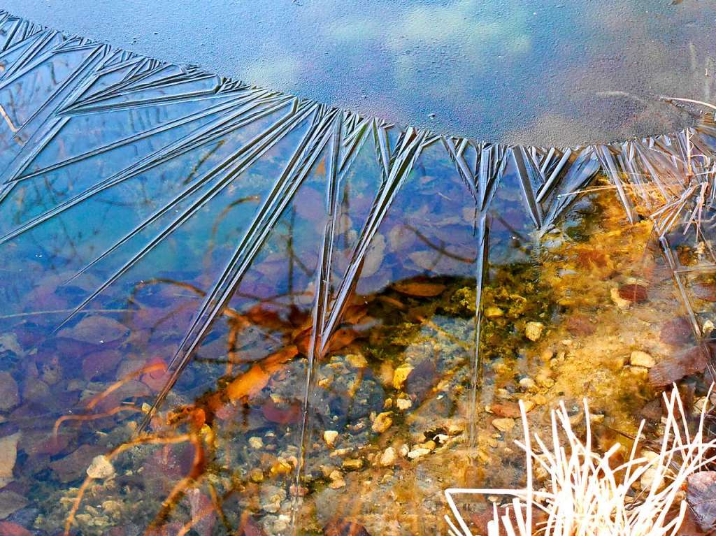 Auch wenn die Sonne schon viel Kraft hat, am Morgen lsst sich immer noch Eis auf Wasserflchen entdecken, wie hier auf einem Gartenteich, gesehen von Arno Uhlmann aus Emmendingen.