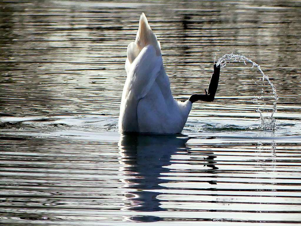 Der Schwan holt sich eben sein Mittagessen im Kndringer Baggersee, das ist nicht so ganz einfach. Er hat wohl kopfunter mit dem Gleichgewicht zu kmpfen, was Dorothea Nusser-Schz einen gelungenen Schnappschuss brachte.