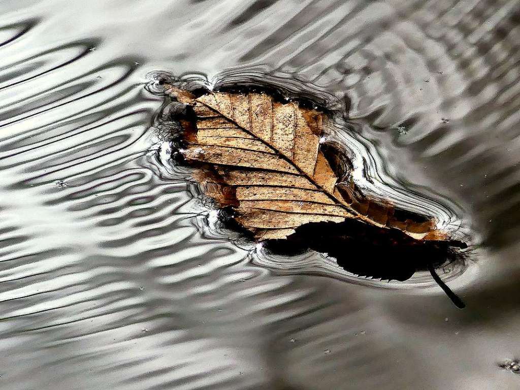 Dorothea Nusser-Schz faszinierte dieses Blatt mit den kleinen Wellen und den Spiegelungen auen herum auf dem Kndringer Baggersee.