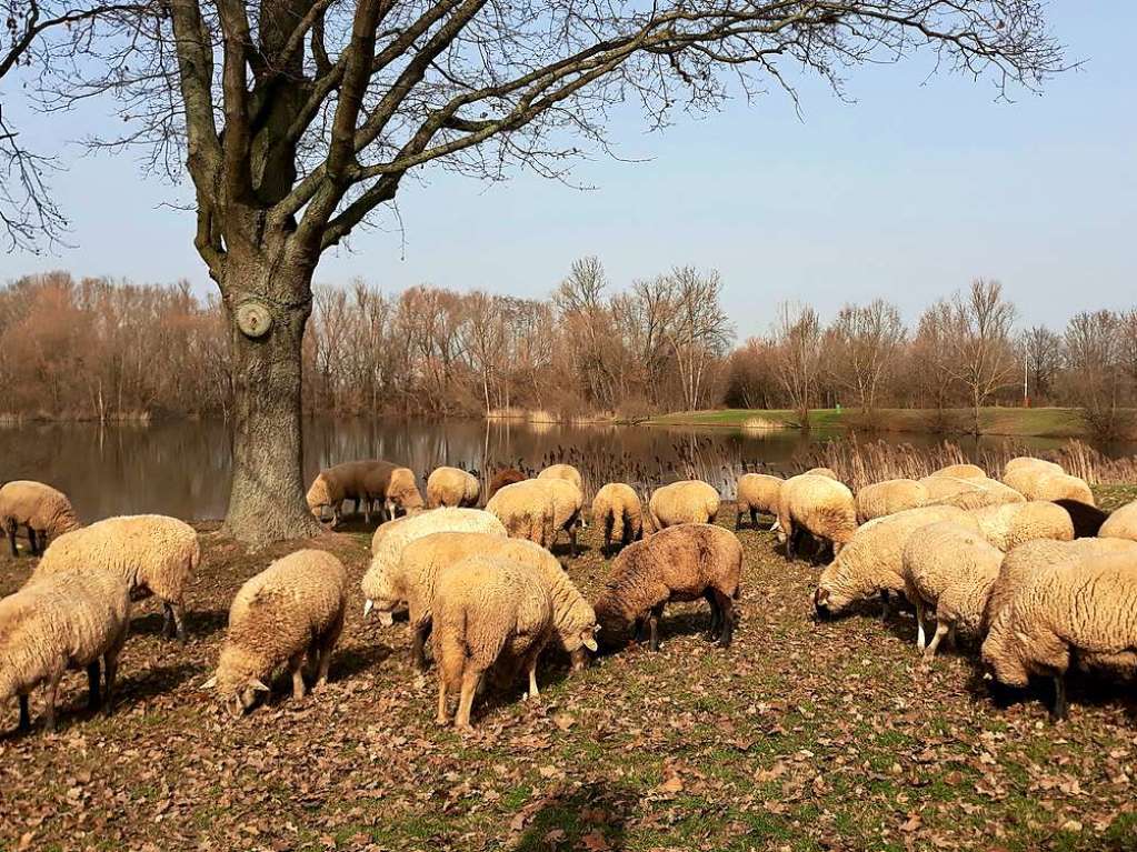 Erste Badegste am Kenzinger Baggersee? Angelika Vogelbacher kann sich nicht erinnern, in den vergangenen 35 Jahren hier jemals Schafe gesehen zu haben. Grund genug, auf den Auslser zu drcken.