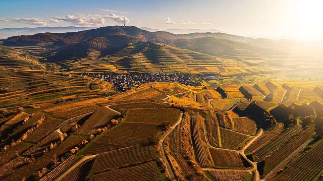 Alle Welt soll wissen: Ein Pino Magma ...ossenschaft fr ihren Marken-Weiwein.  | Foto: Pino Magma