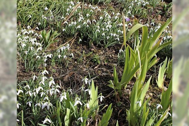 Der Mrz ist gekommen, die Blumen gucken raus