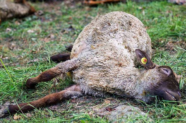 Bei Steinen ist am Sonntag ein totes Schaf gefunden worden (Symbolbild).  | Foto: Christoph Schmidt