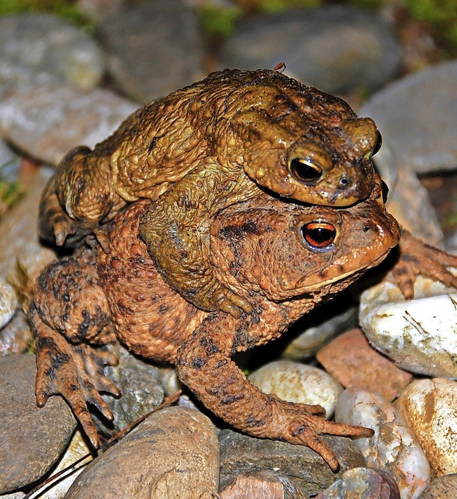 Foto: Jürgen Wiedemann