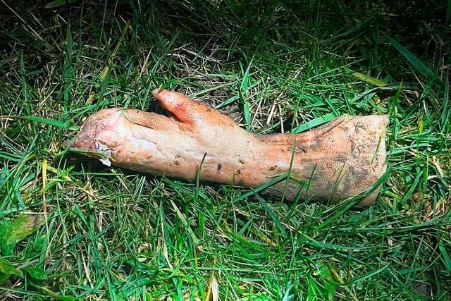 In Schuttern wurden Schweineteile wild in der Natur entsorgt