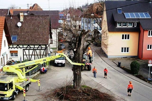 In der Nordweiler Ortsmitte musste die alte Linde gefllt werden