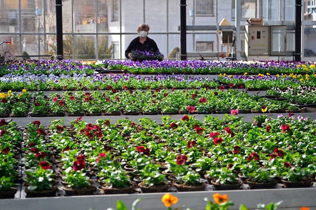 17000 Pflanzen hat die Grtnerei  Gtz...g knnen die Pflanzen verkauft werden.  | Foto: Liane Schilling