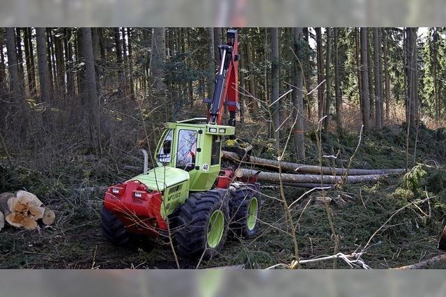 Der Wald soll bunter werden