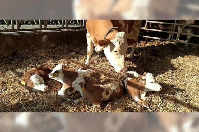 Langwierige Debatte ums Tierwohl