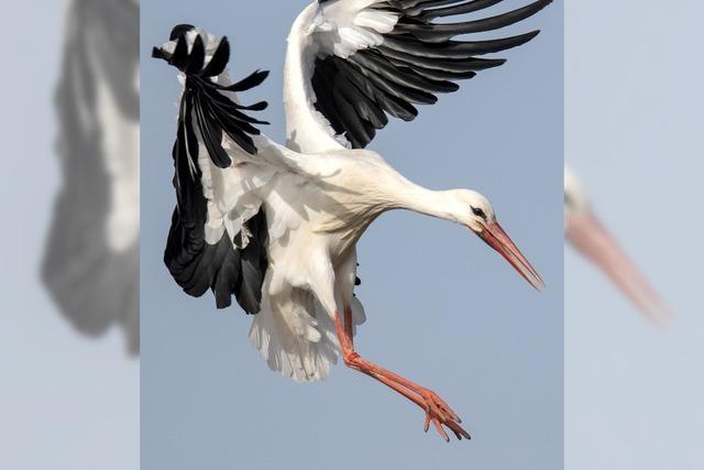 Storch im Anflug