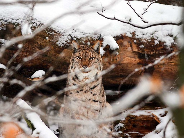 3. Luchs  | Foto: Stefan Bchner