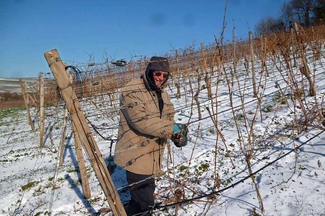 Freiburger Journalist arbeitet als Rebhelfer auf einem Weingut am Kaiserstuhl