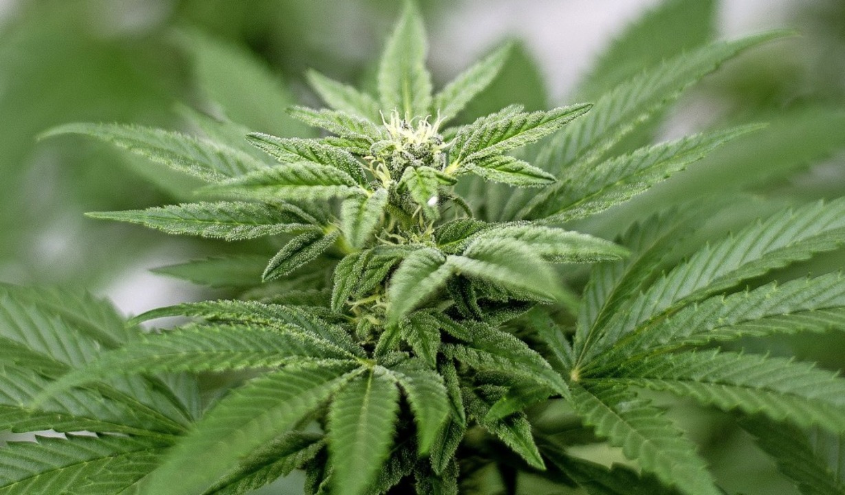 Strafe Für Cannabisanbau