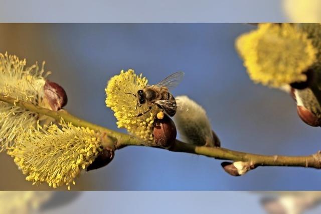 Der Frhling klopft an