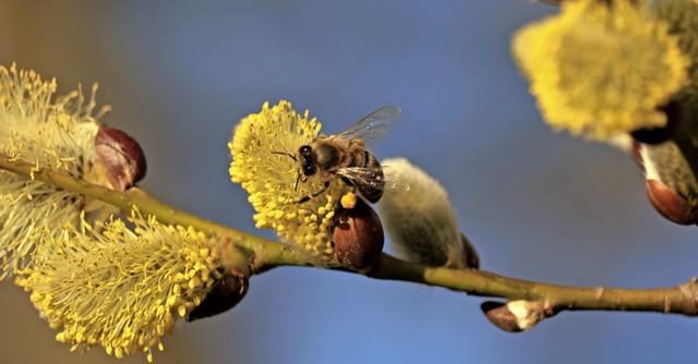   | Foto: Harald Hfler