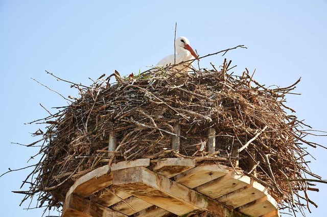 Rund 40 Strche knnen in Holzen bewundert werden.  | Foto: Jutta Schtz