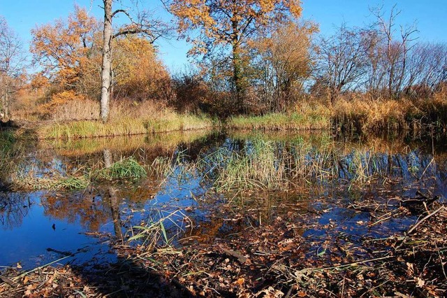 Natur pur: ein Teich im Naturschutzgebiet Taubergieen bei Kappel-Grafenhausen   | Foto: Hagen Spth