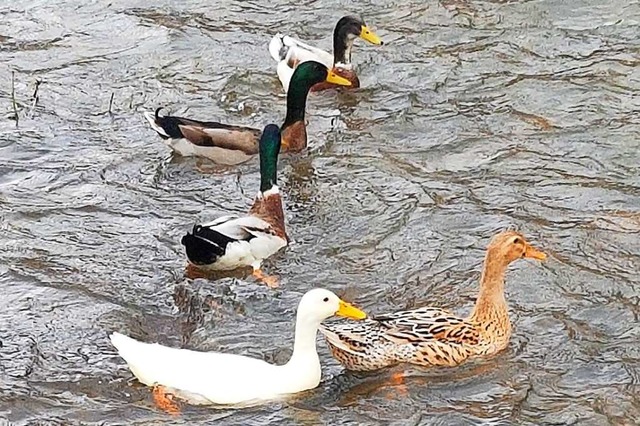 Weie Ente bei Buchholz-Batzenhusle.  | Foto: Lacramioara Scripcaru-Dufner