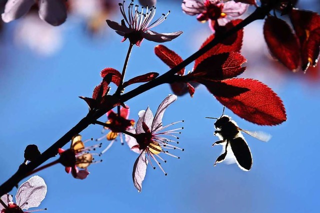 Eine Biene im Anflug auf eine Blutpflaume  | Foto: Karl-Josef Hildenbrand (dpa)