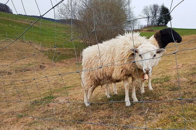 Nutztiere wie diese Schafe sollen geschtzt werden.  | Foto: Gerald Nill
