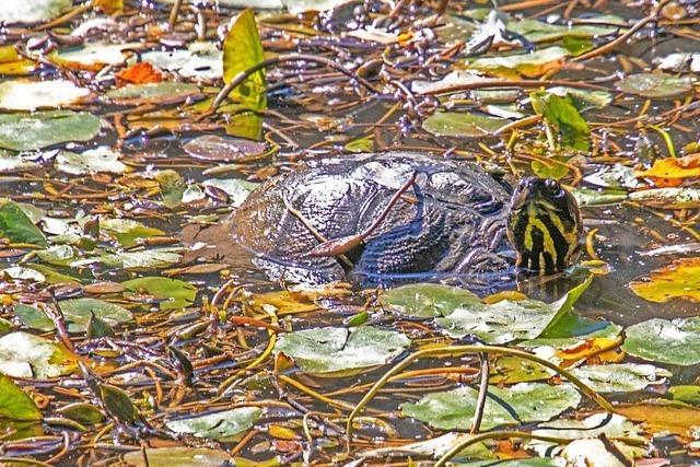 Suchbild mit Wasserschildkröte am Deicheleweiher bei der Sternwaldwiese