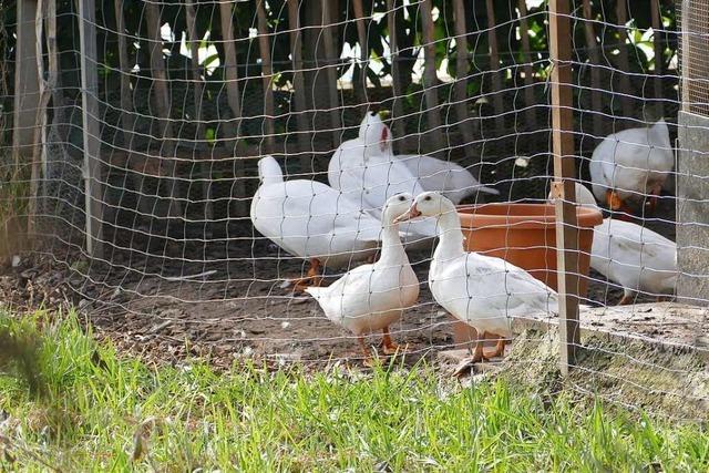 Tierhalter sieht Friedhofsruhe in Ihringen nicht gefhrdet