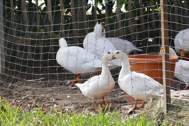 Neben der Aussegnungshalle  am Friedho...nten und die Gans Charlotte gehalten.   | Foto: Sattelberger