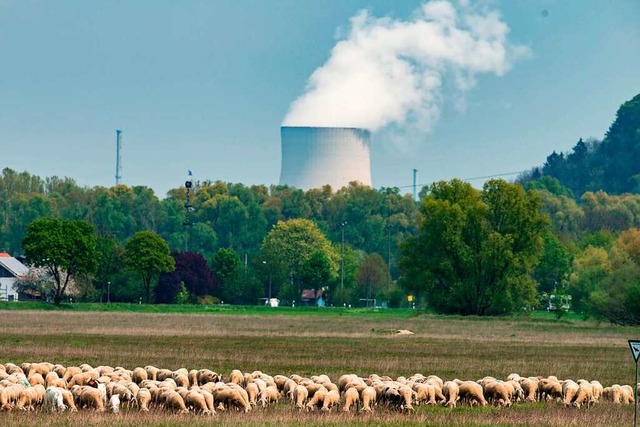 Schafe grasen vor dem AKW Isar 2, das ...letzten Ende 2022 vom Netz gehen soll.  | Foto: Armin Weigel