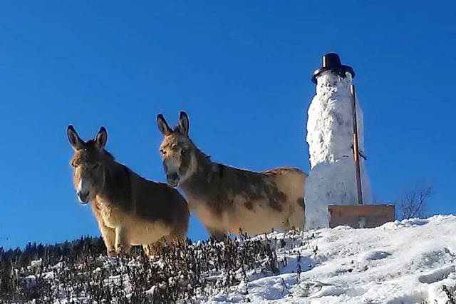 Hallo Sonnenschein!  | Foto: Nelli Strk