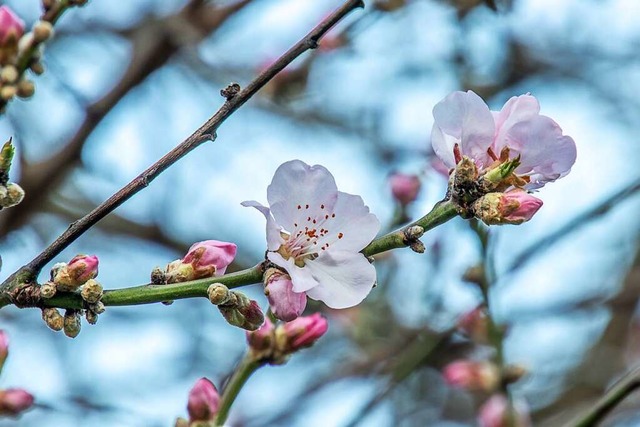 Die warmen Temperaturen haben auch die Zierkirschen zum Blhen gebracht.  | Foto: Bernd Wehrle