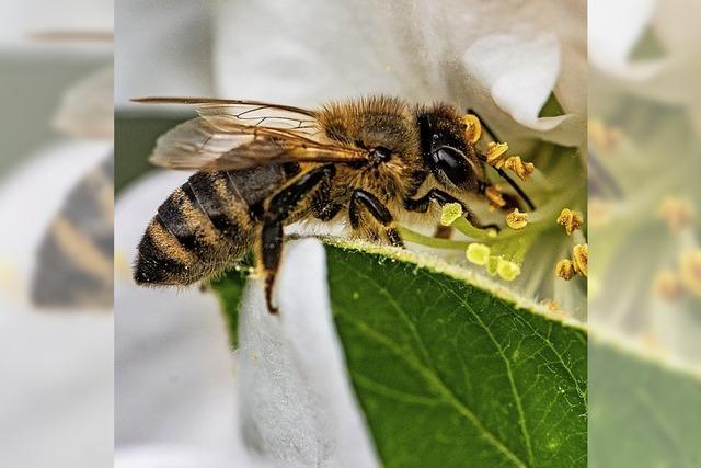 Was Biene, Hummel und Co. leisten