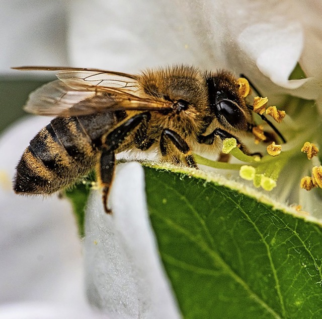 Eine Biene sammelt Nektar.  | Foto: Armin Weigel (dpa)