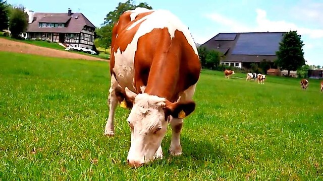 Ausschnitt aus dem Imagefilm: Schuttertal ist geprgt von Landwirtschaft.  | Foto: Screenshot Beate Zehnle-Lehmann