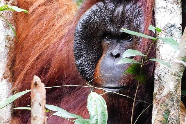Der Affe Freet (27) im Dschungel  | Foto: Ardi (dpa)
