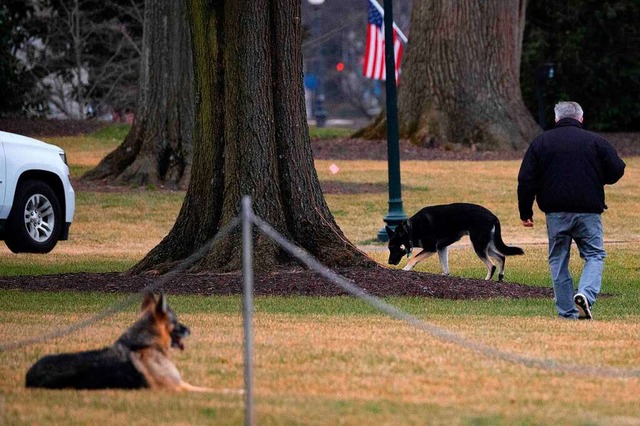 Da waren sie gerade erst eingezogen: C...tzt sind die Hunde wieder in Delaware.  | Foto: JIM WATSON (AFP)