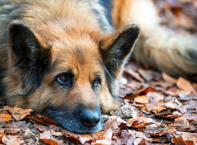 Hundehalter mssen knftig nicht mehr bezahlen.  | Foto: Patrick Pleul
