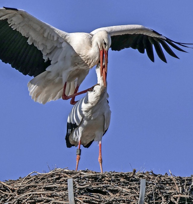   | Foto: Wolfgang Hoffmann