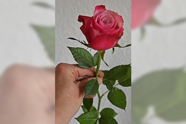 Eine Rose fr die Frauen am Weltfrauentag