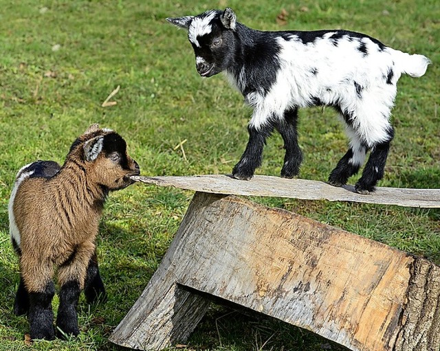 Auf dem Mundenhof gibt es viele Tierbabys.   | Foto: Ingo Schneider