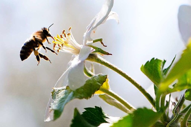 Diese Biene freut sich ber die Apfelblte.  | Foto: Siegfried Gollrad