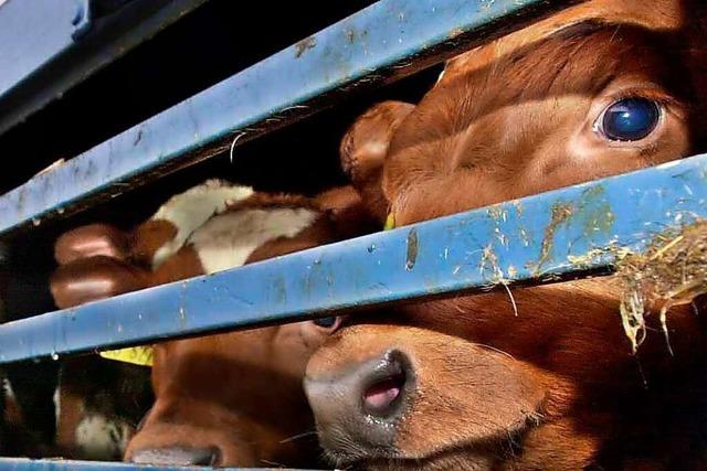 900 Rinder werden nach monatelanger Odyssee auf dem Mittelmeer notgeschlachtet