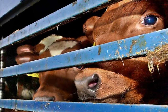 Tierschtzer kritisieren den Export vo...n Tieren in Drittstaaten (Symbolbild).  | Foto: Ulrich Perrey (dpa)