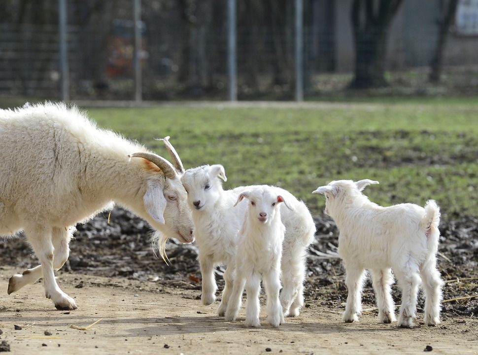 Derzeit gibt es viel Tiernachwuchs auf dem Mundenhof.  | Foto: Ingo Schneider