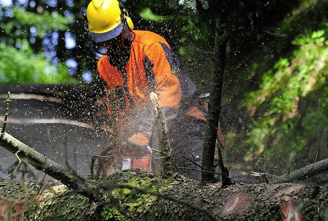 Die Forstarbeiter sollen Platz machen ...besser mit Trockenheit zurechtkommen.   | Foto: Thomas Kunz