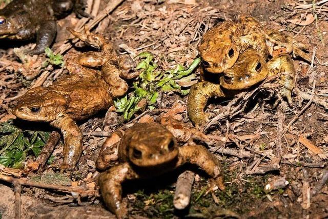 In Waldkirch wird Krten beim Wandern geholfen