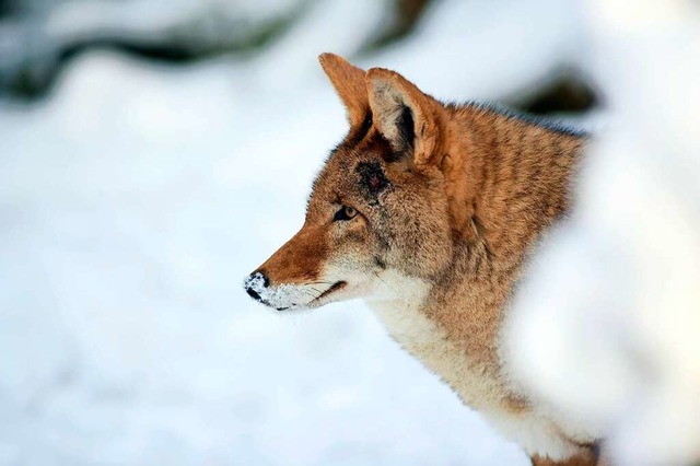 Seit  Dezember 2020 wurden 15 Attacken...ark im kanadischen Vancouver gemeldet.  | Foto: imago stock&people