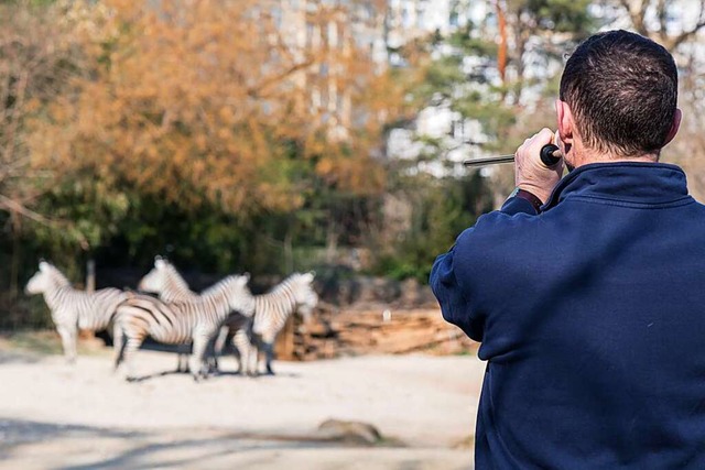 Zebras im Basler Zoo werden per Blasrohr geimpft.  | Foto: Zoo Basel (Torben Weber)