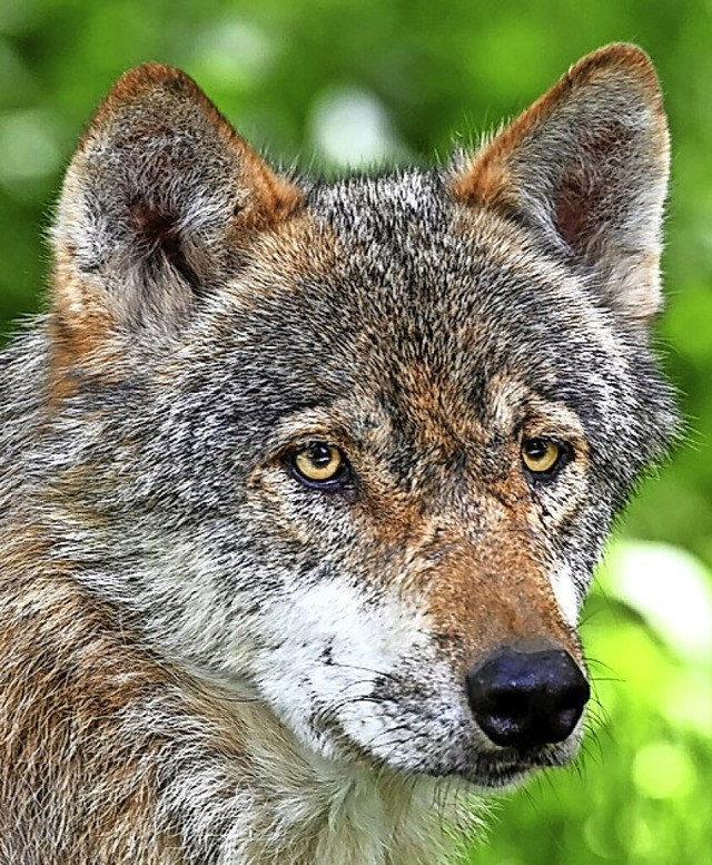 Weiter Thema im Tal: der Wolf  | Foto: Carsten Rehder (dpa)